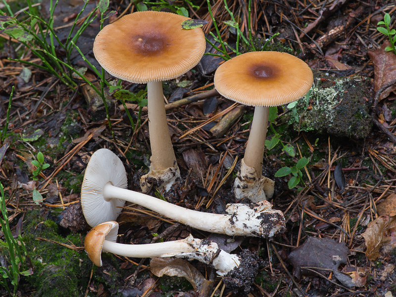 Amanita fulva